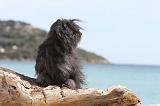 PETIT CHIEN LION 093